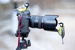 تجارت چیلیک