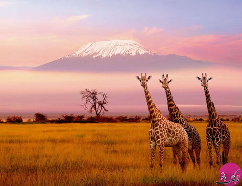کوه های کلیمانجارو،تانزانیا 