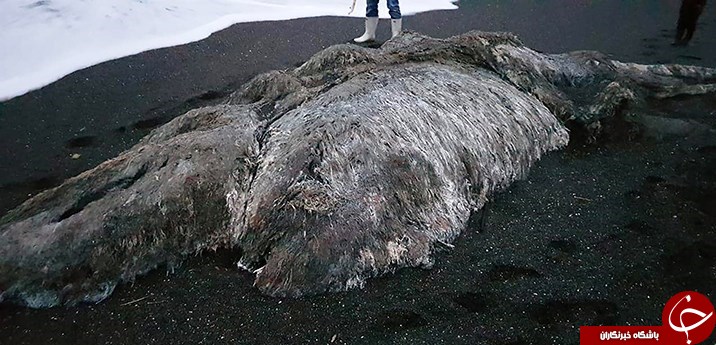 Ú©Ø´Ù Ù„Ø§Ø´Ù‡ ÛŒÚ© Ù…ÙˆØ¬ÙˆØ¯ Ø§Ø³Ø±Ø§Ø±Ø¢Ù…ÛŒØ² Ùˆ Ø¹Ø¸ÛŒÙ…â€ŒØ§Ù„Ø¬Ø«Ù‡ Ø¯Ø± Ø³ÙˆØ§Ø­Ù„ Ø±ÙˆØ³ÛŒÙ‡+ ØªØµØ§ÙˆÛŒØ±