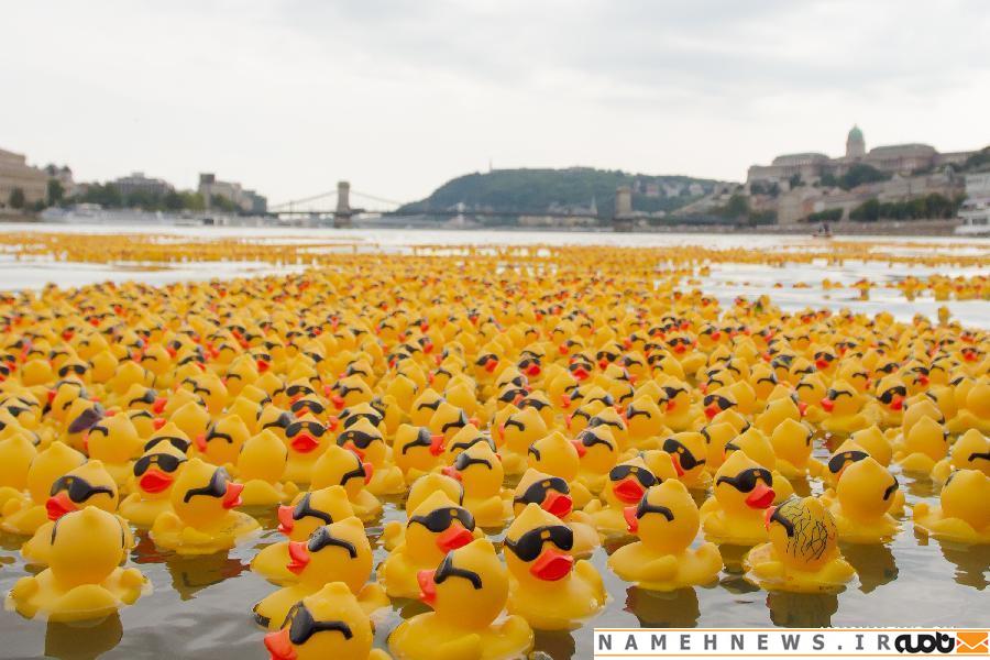 52 هزار اردک زرد بر رودخانه دانوب/ عکس