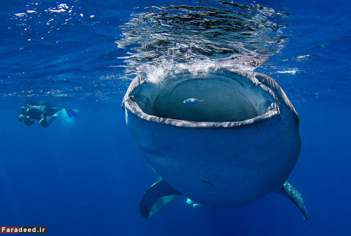 (تصاویر) عجیب و دیدنی از دنیای حیوانات