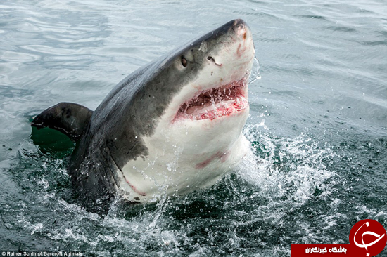 لحظات شگفت انگیز و البته وحشتناک حمله کوسه سفید + تصاویر