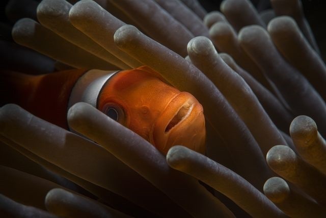 دلقک‌ماهی بازیگوش در عکس روز نشنال جئوگرافیک/عکس