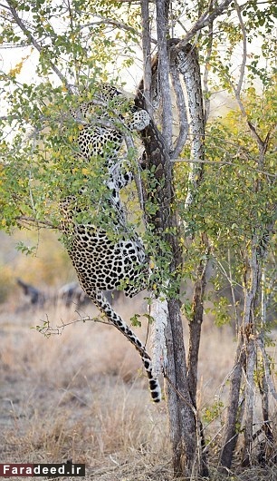 پلنگ گرسنه، مار پیتون را از درخت پایین کشید!