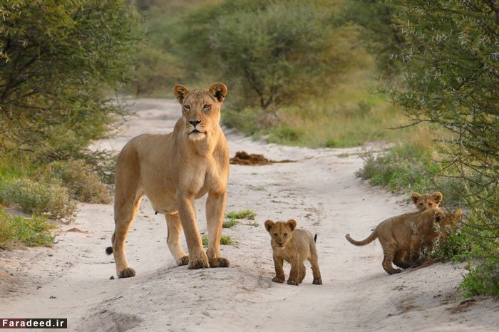 (تصاویر) محافظت ماده شیر از روباه زخمی