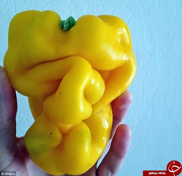 میوه‌های عجیب الخلقه در سراسر جهان+ تصاویر