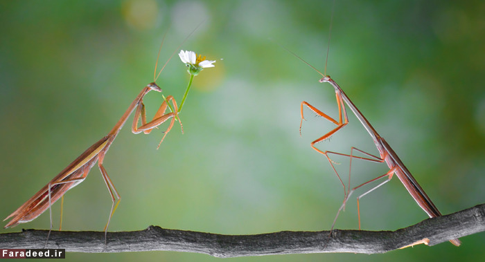(تصاویر) عجیب و دیدنی از دنیای حیوانات
