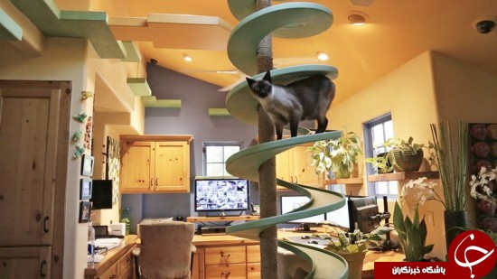 خانه ای که بهشت گربه هاست +عکس