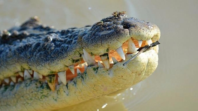 بقایای جسد پیرزن سالخورده از شکم کروکودیل بیرون کشیده شد!