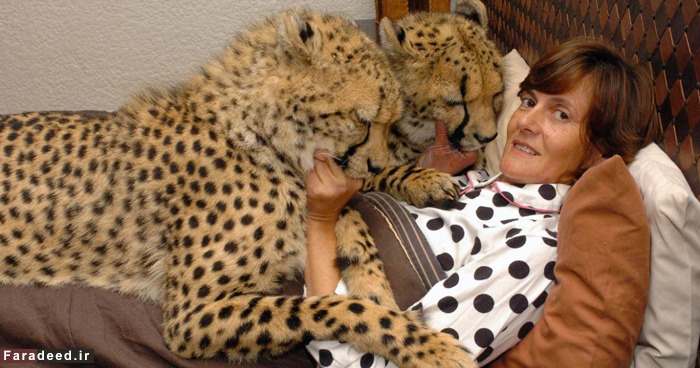 (تصاویر) رهایی زن از سرطان با عشق به یوزپلنگ