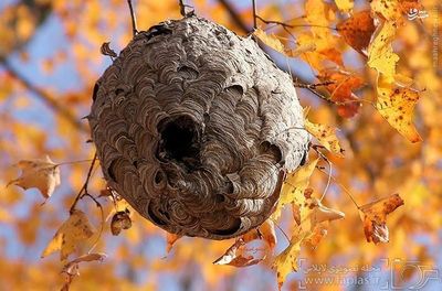  اکثریت قریب به اتفاق زنبورهای وحشی، چیزی به عنوان لانه نداشته و ترجیح می‌دهند به تنهایی یا به صورت انگلی زندگی کنند. اما دسته‌ای از آنها که زندگی گروهی دارند، آشیانه‌ی خود را با استفاده از شیره‌ی گیاهان، بزاق دهان، صمغ و دیگر مواد و مصالح می‌سازند. این لانه‌های کاغذی مانند نیز همانند لانه‌ی زنبور عسل دارای تقسیم بندی بوده اما از موادی مشابه ساخته نشده‌اند. 