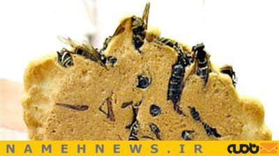 پیراشکی موریانه