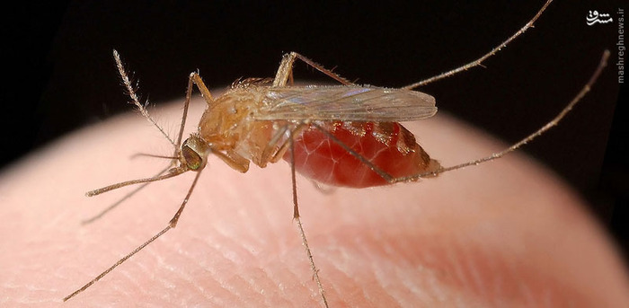  1. پشه به طور متوسط سالانه یک میلیون نفر بر اثر بیماری مالاریا جان خود را از دست می دهند.