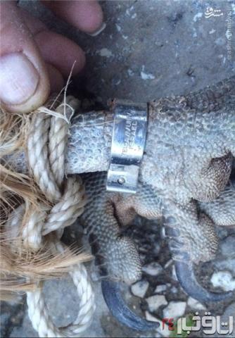 به دام افتادن جاسوس اسرائیلی در لبنان/ عکس