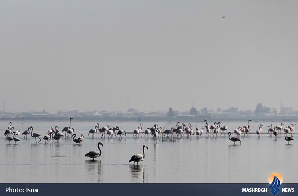 تنها جزیره ایرانی خزر در آتش سوخت