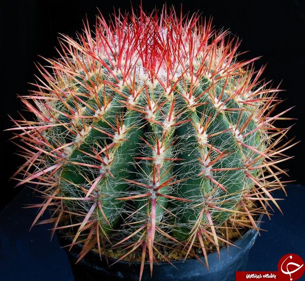 گیاهان خطرناک خانگی را بشناسید/