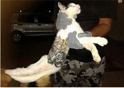 داعش‌به‌گربه‌هاهم‌کمربندانتحاری‌بست!/تصاویر