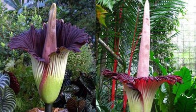 گل بد بو (Amorphophallus titanum) بزرگترین گل جهان از فیلم «dennis the menace» به شهرت رسید. این گیاه به ندرت شکوفه می دهد و هر بار سوژه رسانه ها و مطبوعات می شود. گیاه یاد شده از نظر فنی در ردیف ترکیبی ها قرار می گیرد و تنها در جزیره سوماترای کشور اندونزی رشد می کند. مگس ها و سوسک های مردار خوار فرایند گرده افشانی آن را انجام می دهند.