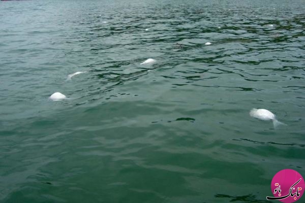 راز مرگ های دسته جمعی حیوانات