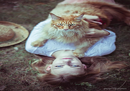 گربه‌ی مین کُن، بزرگ‌ترین نژاد گربه‌های خانگی + تصاویر