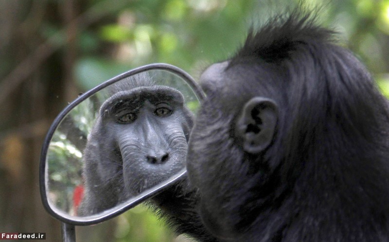 تصاویر/ میمون شگفت زده و آینه بغل