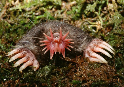 زشت‌ترین موجودات دنیا هم نباید منقرض شوند + تصاویر