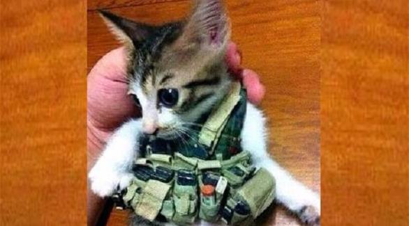 داعش‌به‌گربه‌هاهم‌کمربندانتحاری‌بست!/تصاویر