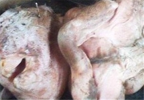 تولد یک بز با سر انسان/تصاویر