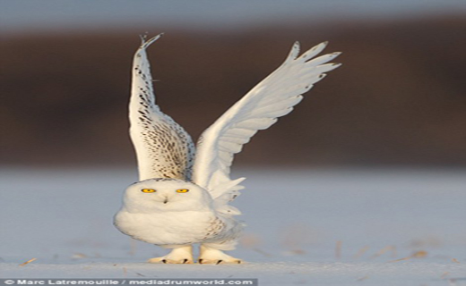 لحظه زیبای شکار جغد برفی+ تصاویر