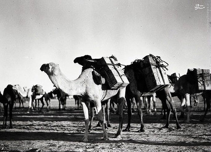 خرید و فروش نفت با الاغ و شتر/عکس