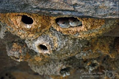 هنگامی که دوره‌ی شفیرگی این حشره از راه می‌رسد، شروع به آماده سازی پیله‌ای ساخته شده از مواد و مصالح گوناگون می‌کند، موادی همچون شن، ماسه، سنگریزه، صدف و خلاصه هر چیزی که در بستر دریاچه یا رود یافت شود. در این حالت لارو حشره با استفاده از بزاق و مواد ابریشمی خاص خود، این مصالح را در هم ادغام نموده و اقامتگاهی مناسب و امن برای رسیدن به دوران بزرگسالی خود، تدارک می‌بیند. 