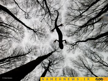 بهترین عکس در بخش حیات از ادوین گسبرس