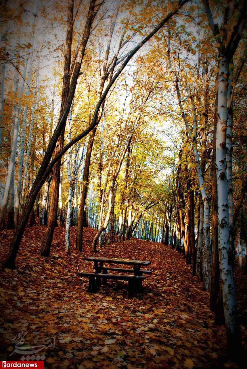 عکسی دیدنی از بوستان جنگلی چیتگر