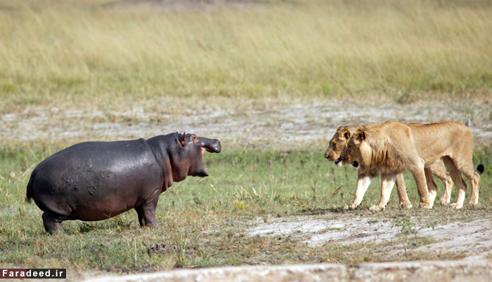 (تصاویر) عجیب و دیدنی از دنیای حیوانات