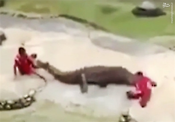 لحظه بلعیده شدن مرد توریست توسط تمساح +تصاویر