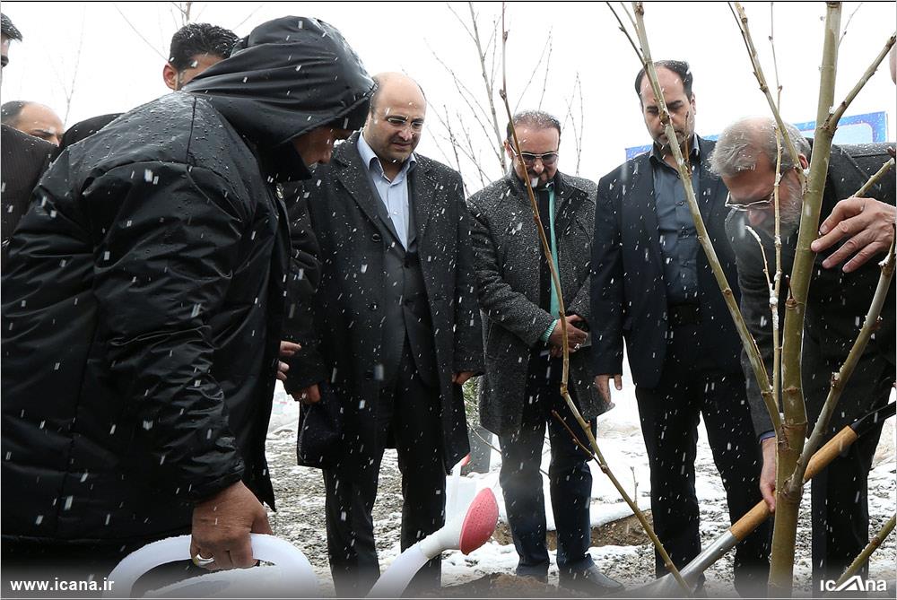 درختکاری لاریجانی در هوای برفی تهران/عکس