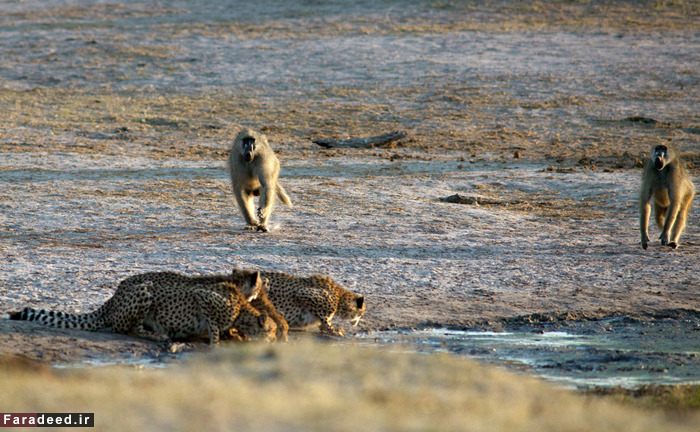 (تصاویر) عجیب و دیدنی از دنیای حیوانات