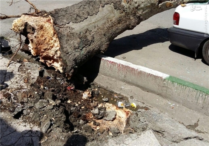 سقوط درخت بر روی پراید/ عکس