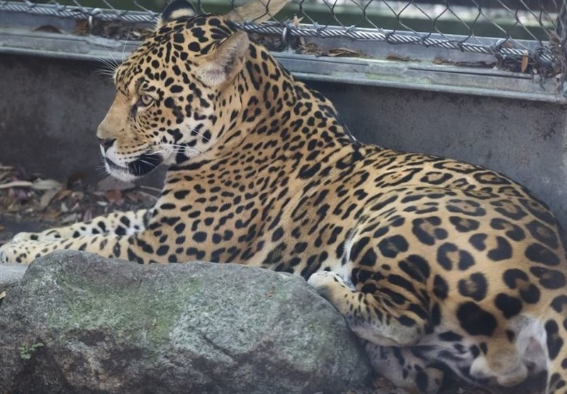 Ø­ÛŒÙˆØ§Ù† ÙØ±Ø§Ø±ÛŒ Ø¨Ø§Øº ÙˆØ­Ø´ØŒ Ø¢Ù‚Ø§ØªÙ„ 6 Ù‡Ù…Ø³Ø§ÛŒÙ‡ Ø´Ø¯