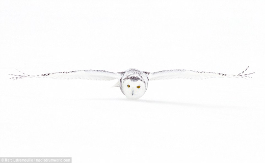 لحظه زیبای شکار جغد برفی+ تصاویر