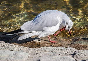 شناسایی آنفلوانزا در لاشه پرندگان مهاجر دریاچه خلیج فارس تهران+تصاویر