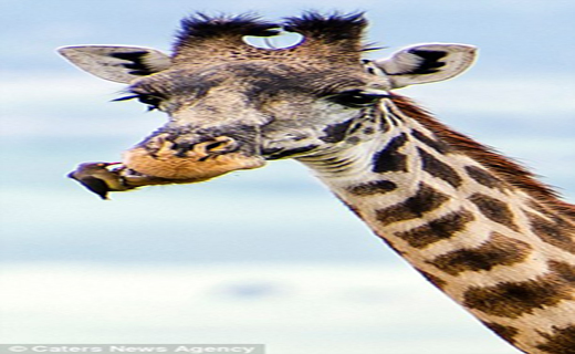 اولین پرنده دندانپزشک +تصاویر