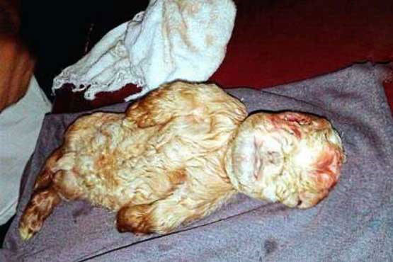 عکس/ تولد بزغاله ای شبیه انسان در مالزی