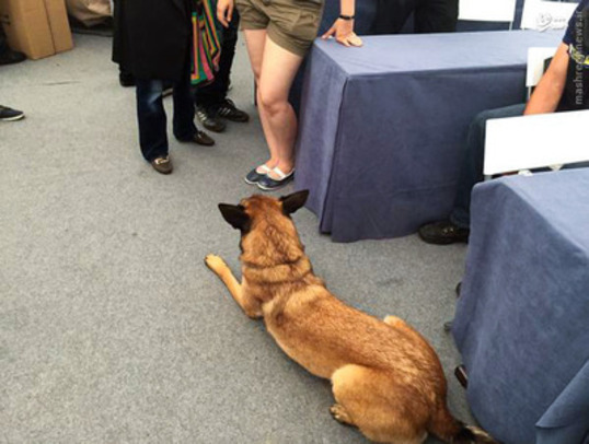 مهمان ناخوانده خبرنگاران در مذاکرات! /عکس