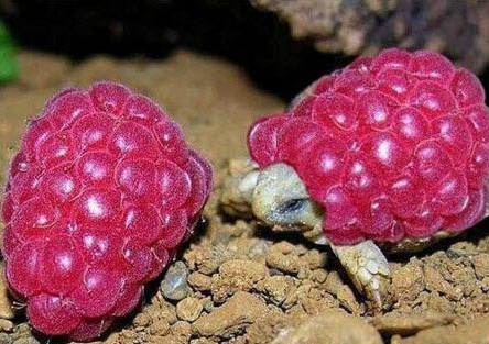 کمیاب ترین لاک‌پشت جهان (عکس)