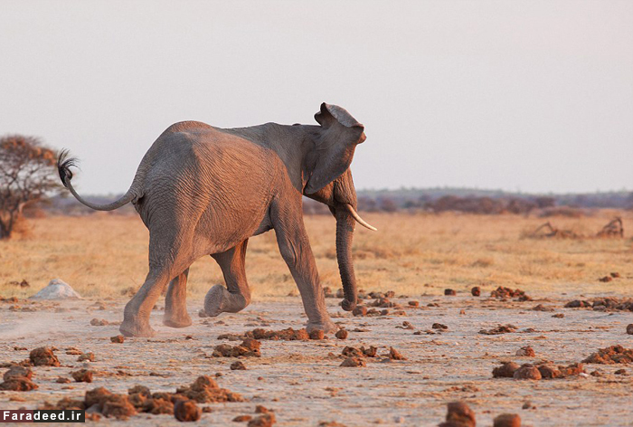 (تصاویر) فرار شیرها از ترس فیل