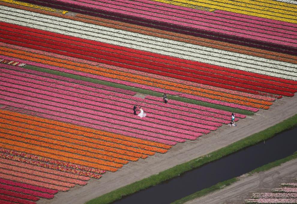 بالگرد پلیس به دنبال عروس و داماد هلندی!+عکس