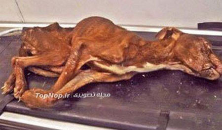 نجات از مرگ حتمی