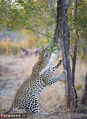 پلنگ گرسنه، مار پیتون را از درخت پایین کشید!