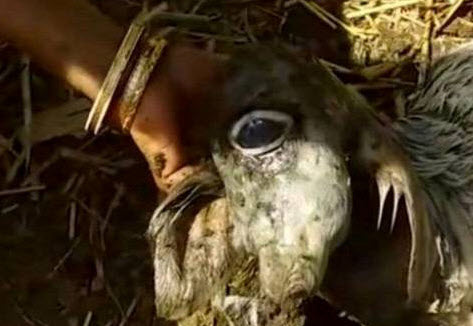 ØªÙˆÙ„Ø¯ Ù…ÙˆØ¬ÙˆØ¯ÛŒ Ù…Ø±Ù…ÙˆØ² Ùˆ Ø¹Ø¬ÛŒØ¨ Ø§Ù„Ø®Ù„Ù‚Ù‡ Ø¯Ø± Ù‡Ù†Ø¯ÙˆØ³ØªØ§Ù† + ØªØµÙˆÛŒØ±